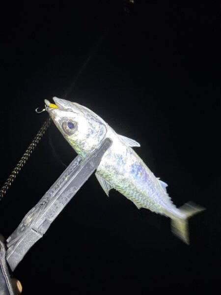 アジングは五目釣り