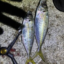 サバ、アジのフロートアジング