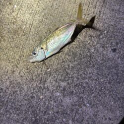 アジングで、でかアジゲット