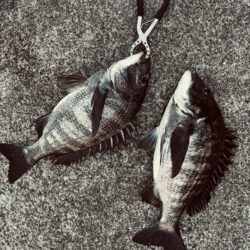 おチヌさんで釣り納🎣