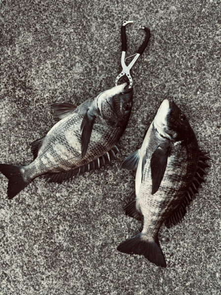 おチヌさんで釣り納🎣