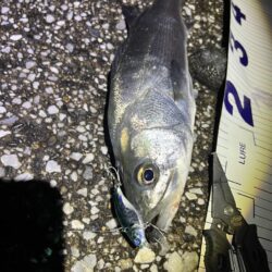 やっと多摩川支流までスズキが入ってきました