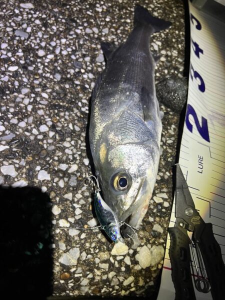 やっと多摩川支流までスズキが入ってきました