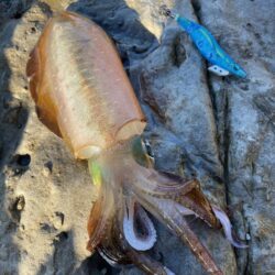 12月、ゲキ渋釣行ながらも釣れた1杯