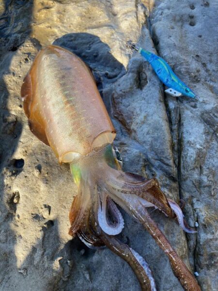 12月、ゲキ渋釣行ながらも釣れた1杯