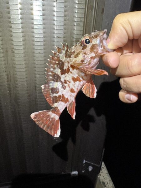 淡路の深夜釣行