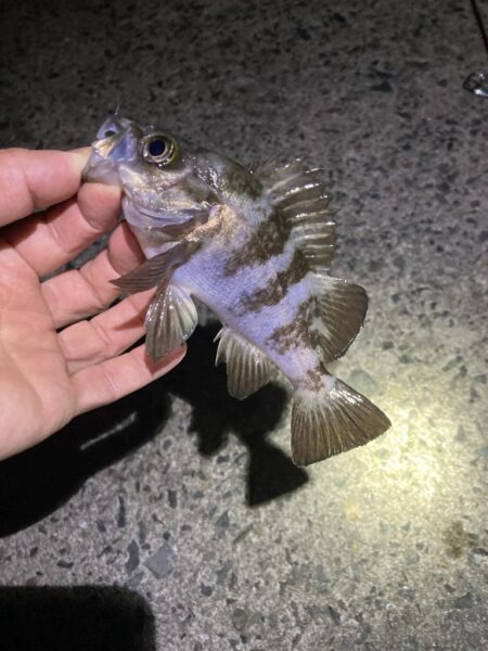 渋い年末メバリング