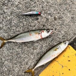 ショアジギングでサバ
