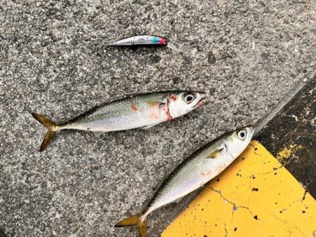ショアジギングでサバ