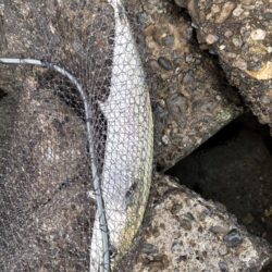 青物シーズン17