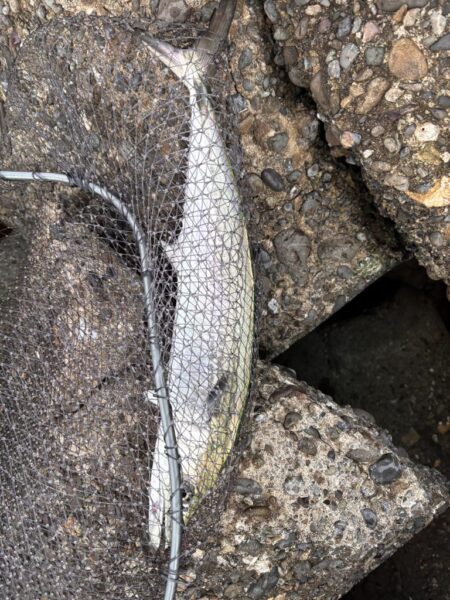 青物シーズン17