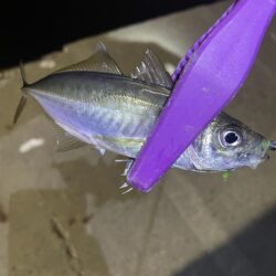 大阪湾奥アジング