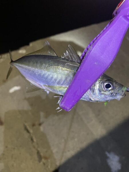 大阪湾奥アジング