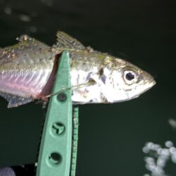 あんまり釣れない