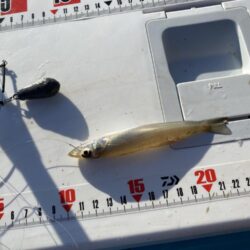 シロギスタ:今シーズンシロギス最終日