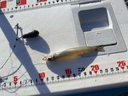 シロギスタ:今シーズンシロギス最終日