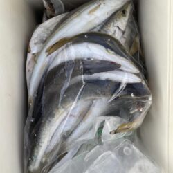 カマス釣果1日目