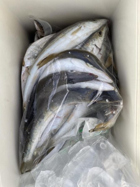 カマス釣果1日目