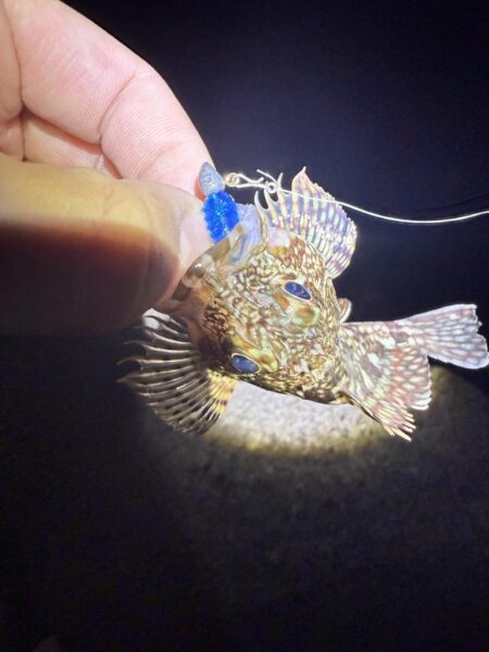 メバル調査からのアジング