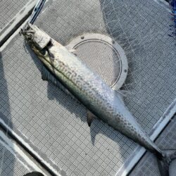 完全タチパターン!