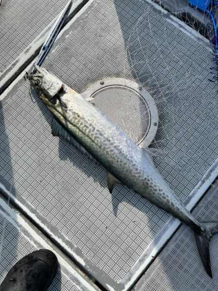 完全タチパターン!