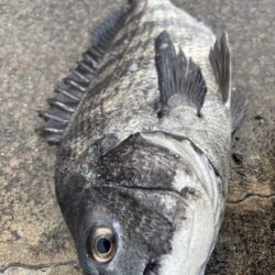 チヌアタリが楽しいです!