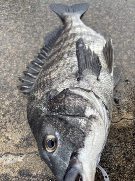 チヌアタリが楽しいです!