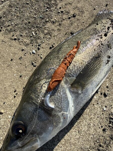 数年前に買ったガルプワームを捨てる前に使いたくて