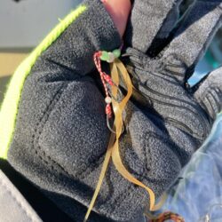 タイラバで冬鯛