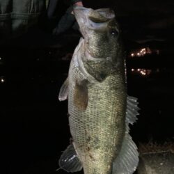 レイジースイマー7inで