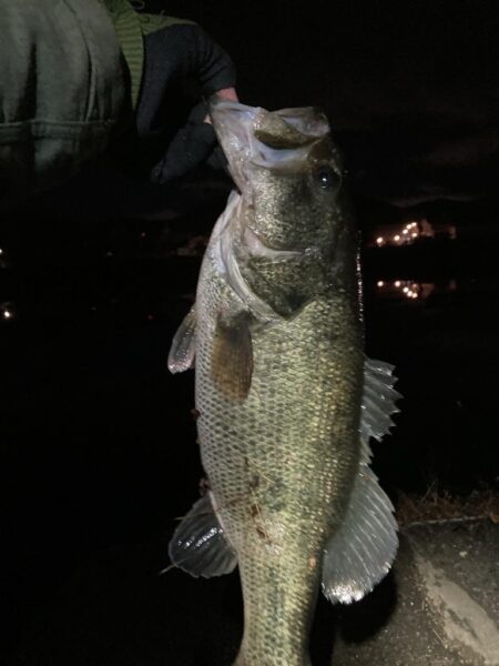 レイジースイマー7inで