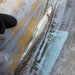 観音崎沖、タチウオジギング