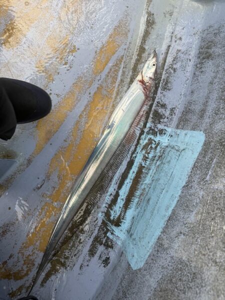 観音崎沖、タチウオジギング