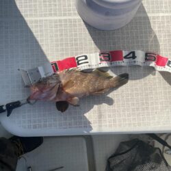 アジノマセは、安心