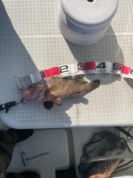 アジノマセは、安心