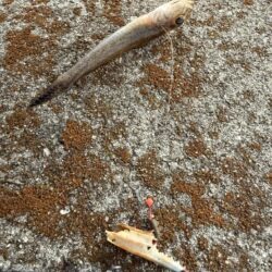 娘とちょい投げ釣り!