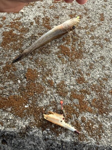 娘とちょい投げ釣り!