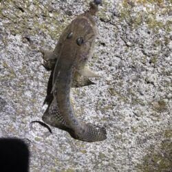 今年70釣行目‼️