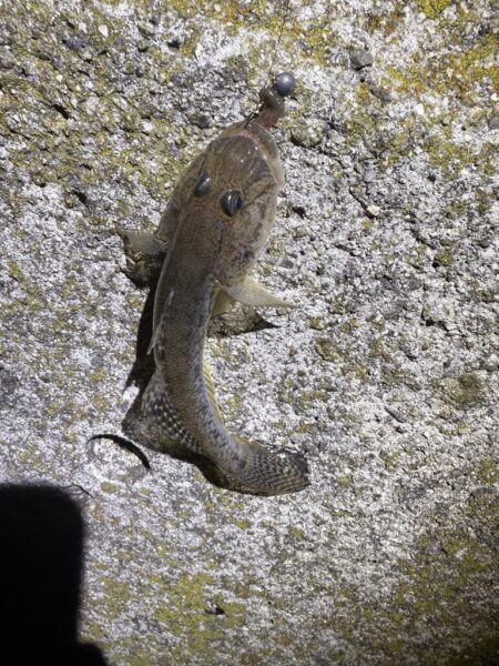 今年70釣行目‼️