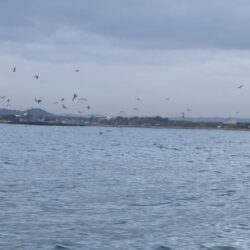 大原沖、イワシ泳がせ