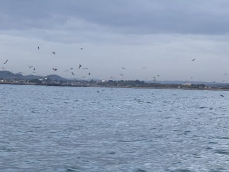 大原沖、イワシ泳がせ