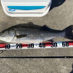 有言実行シロギスタ:スズキ70cm&…