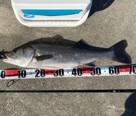 有言実行シロギスタ:スズキ70cm&…