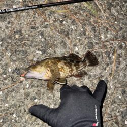 初尺メバル!(タケノコメバル)