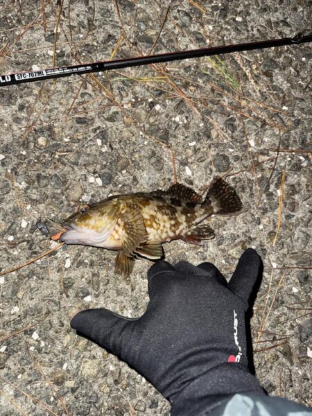 初尺メバル!(タケノコメバル)