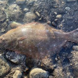 青物爆釣と五目達成
