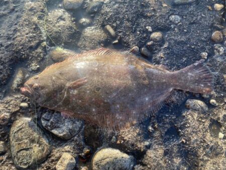 青物爆釣と五目達成
