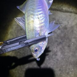 フロートアジング 豆に襲われた