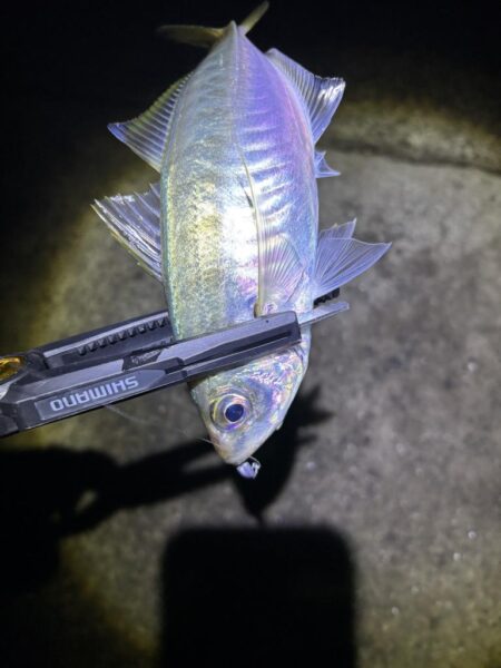 フロートアジング 豆に襲われた