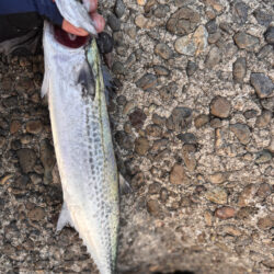 青物シーズン16